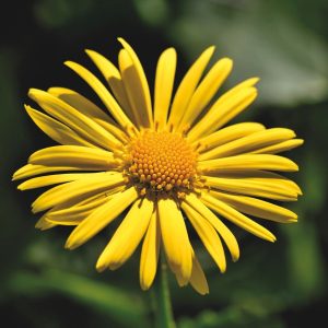 balkan gemsroot, gemsroot, beautiful flowers-8346513.jpg